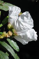 Image of common gum cistus