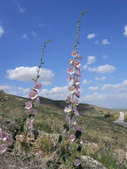 Image of Alcea setosa (Boiss.) Alef.