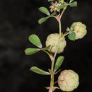 Sivun Trifolium bullatum Boiss. & Hausskn. kuva
