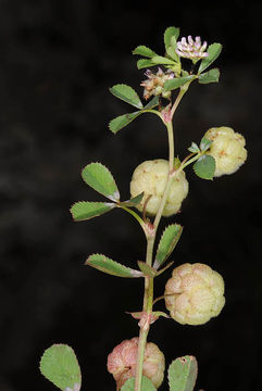 Image of Trifolium bullatum Boiss. & Hausskn.