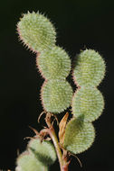 Image of Hedysarum spinosissimum L.