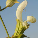 Image of Salvia samuelssonii Rech. fil.
