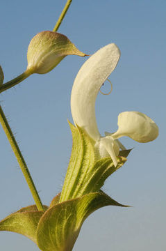 Image de Salvia samuelssonii Rech. fil.