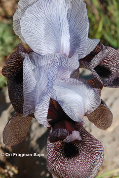 Image of Iris westii Dinsm.