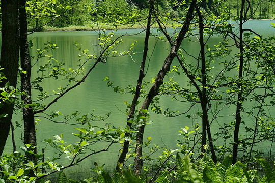 Image of European alder