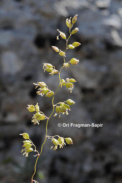 Слика од Briza humilis M. Bieb.