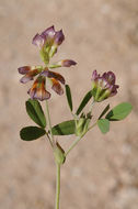 Imagem de Trifolium grandiflorum Schreb.