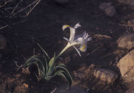 Image of Iris regis-uzziae Feinbrun