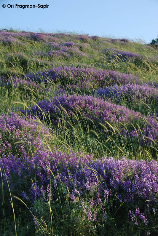 Imagem de Vicia tenuifolia Roth