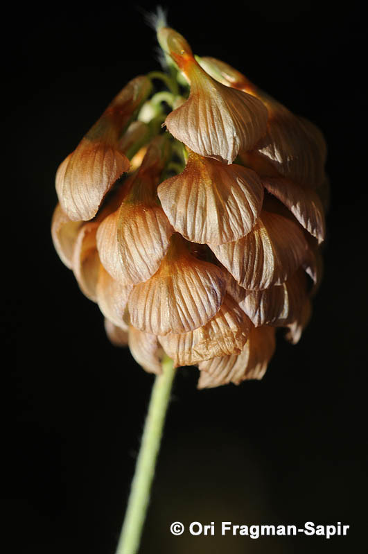 Imagem de Trifolium grandiflorum Schreb.