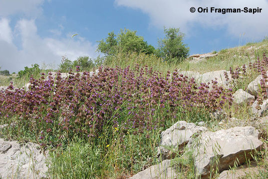 Image of Salvia multicaulis Vahl