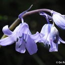 Слика од Hyacinthoides