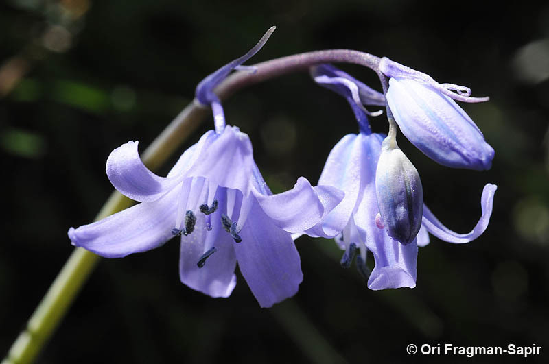 Image of Hispanic hyacinthoides