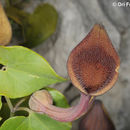 Image of Andalusian Dutchman's Pipe