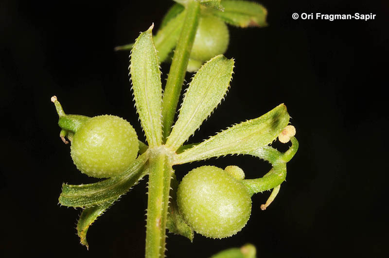 Plancia ëd Galium tricornutum Dandy