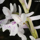 Image of Orchis olbiensis Reut. ex Gren.