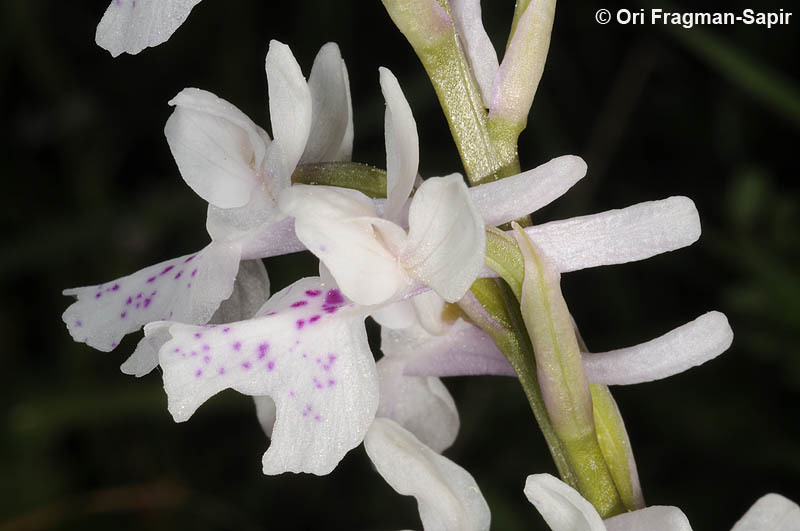 Image of Orchis olbiensis Reut. ex Gren.