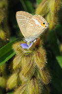 Image of Crotalaria sessiliflora L.