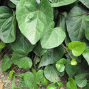 Image of colchis ivy