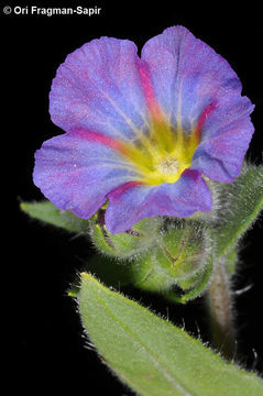 Image of rose monkswort