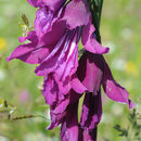 Imagem de Gladiolus caucasicus Herb.