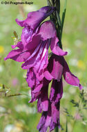 Image of Gladiolus caucasicus Herb.