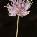 Image of Allium sannineum Gomb.