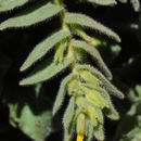 Sivun Alkanna orientalis (L.) Boiss. kuva