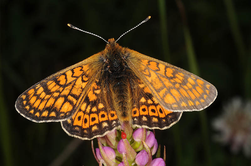 <i>Euphydryas aurinia</i>的圖片