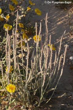 Imagem de Plantago cylindrica Forssk.