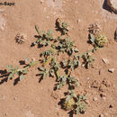 Image de Neurada procumbens L.