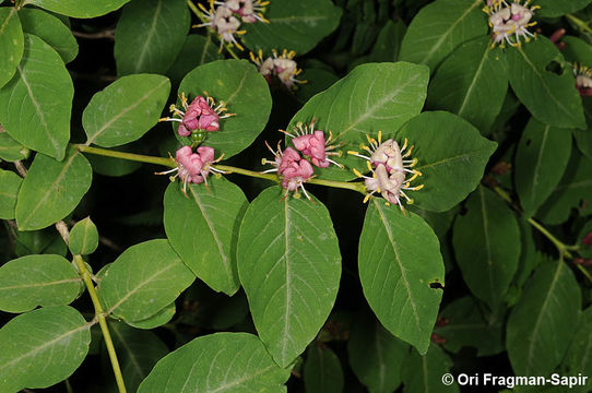 Plancia ëd Lonicera caucasica Pall.