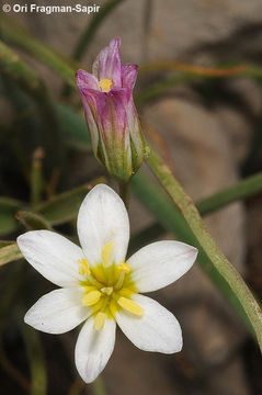 Image of Gagea libanotica (Hochst.) Greuter