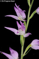 Слика од Cephalanthera rubra (L.) Rich.