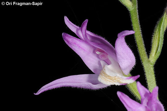 Слика од Cephalanthera rubra (L.) Rich.