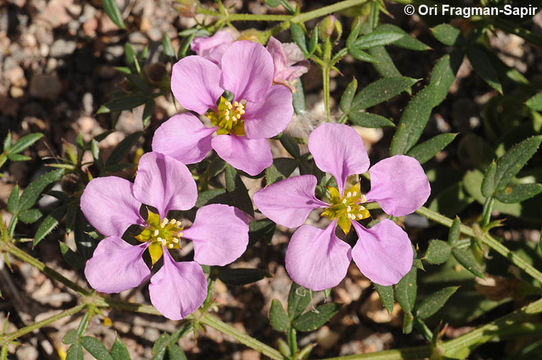 Image de Fagonia cretica L.