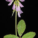 Sivun Trigonella lilacina Boiss. kuva