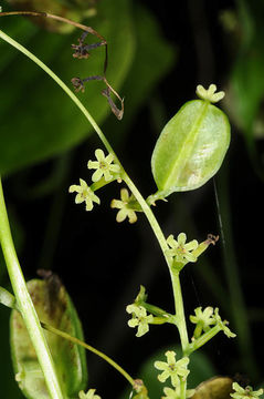 صورة Dioscorea tokoro Makino ex Miyabe