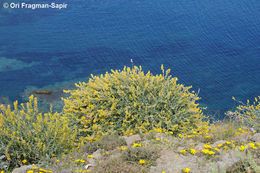 Image of albaida