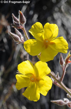 Image of Halimium atriplicifolium (Lam.) Spach