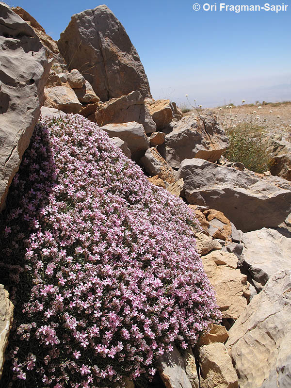 Image of Acantholimon libanoticum Boiss.