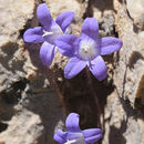 Image of Campanula cymbalaria Sm.