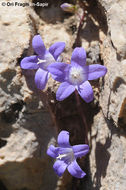 Image of Campanula cymbalaria Sm.