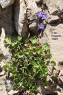 Image of Campanula cymbalaria Sm.