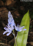 Image of Scilla monophyllos Link