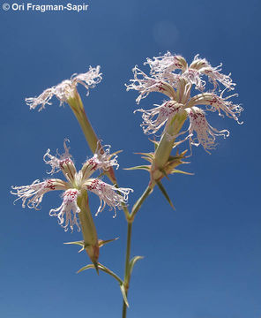 Image of Dianthus libanotis Labill.