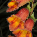 Image of Spanish Rusty Foxglove