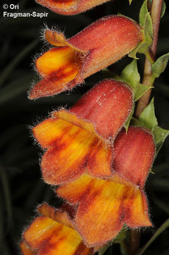 Image of Spanish Rusty Foxglove