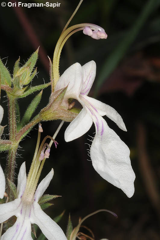 Sivun Teucrium pseudochamaepitys L. kuva