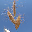 Image of oat brome